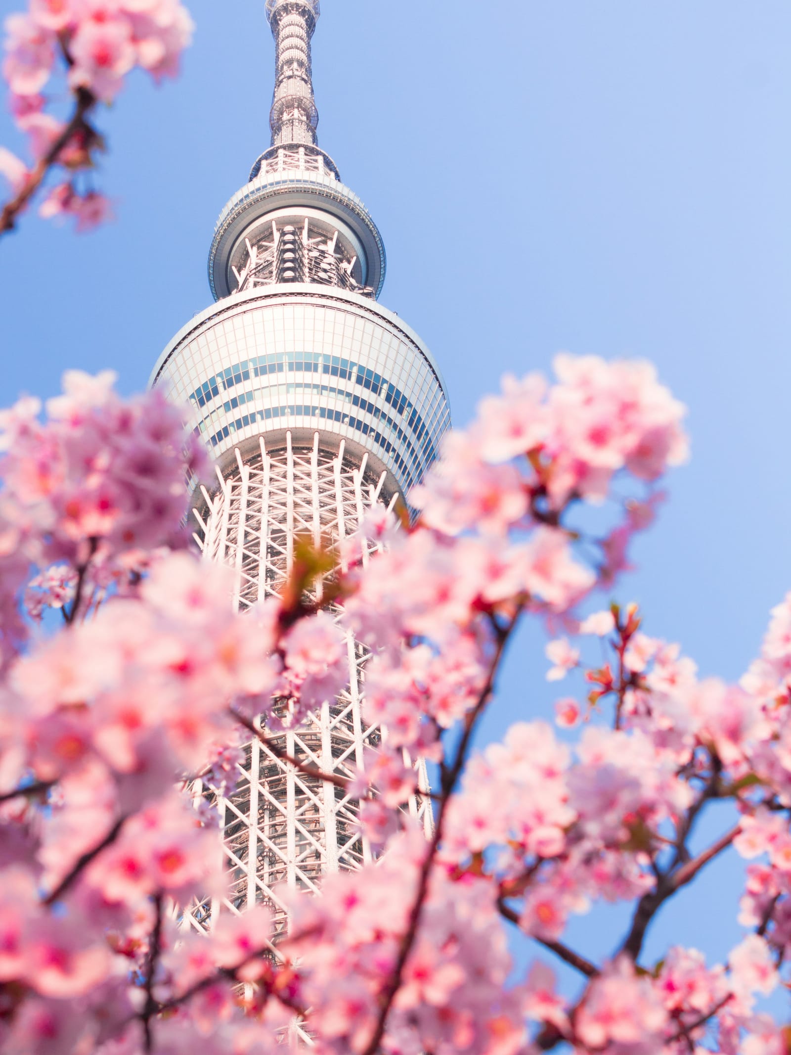 桜と東京スカイツリー